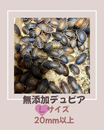 Dubia Roaches L Size - 100,000 Pieces
